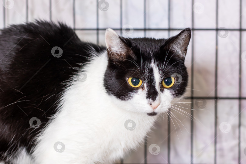 Скачать Жесткошерстная кошка с янтарными глазами, внимательная, взрослая кошка с выразительным взглядом, готовая к оценке фотосток Ozero