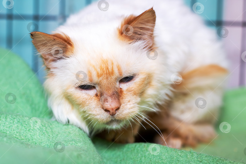 Скачать Хрупкая кошка в спокойном вольере, Отдыхающая кошка с заплаканными глазами в уютном проволочном вольере фотосток Ozero