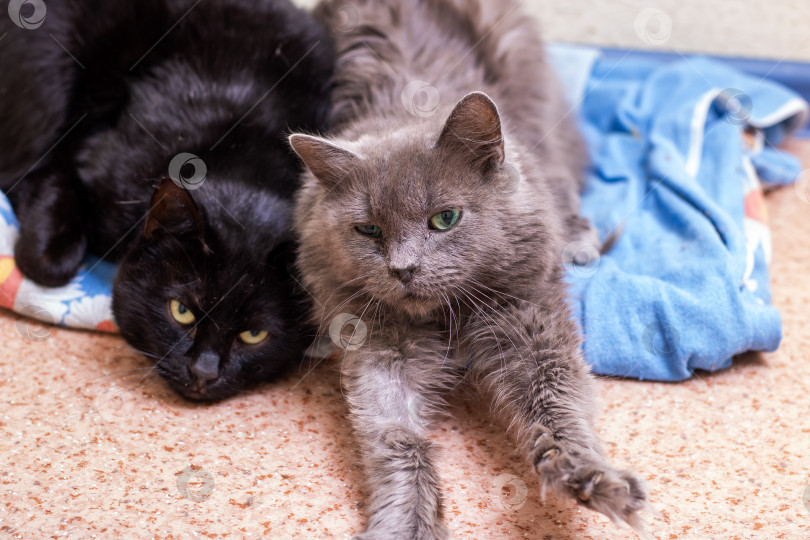 Скачать Кошки мирно общаются, две кошки в спокойном общении находят взаимное тепло во время периода выздоровления фотосток Ozero