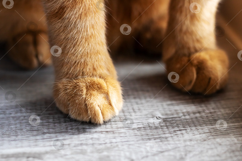 Скачать Нежный солнечный свет, падающий на кошачьи лапы, ярко высвечивает нежные и гладкие подушечки лап фотосток Ozero