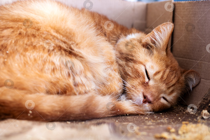 Скачать Мирная сцена спасения, изображающая расслабленного рыжего кота в расшитом бисером ошейнике на солнечном свету фотосток Ozero