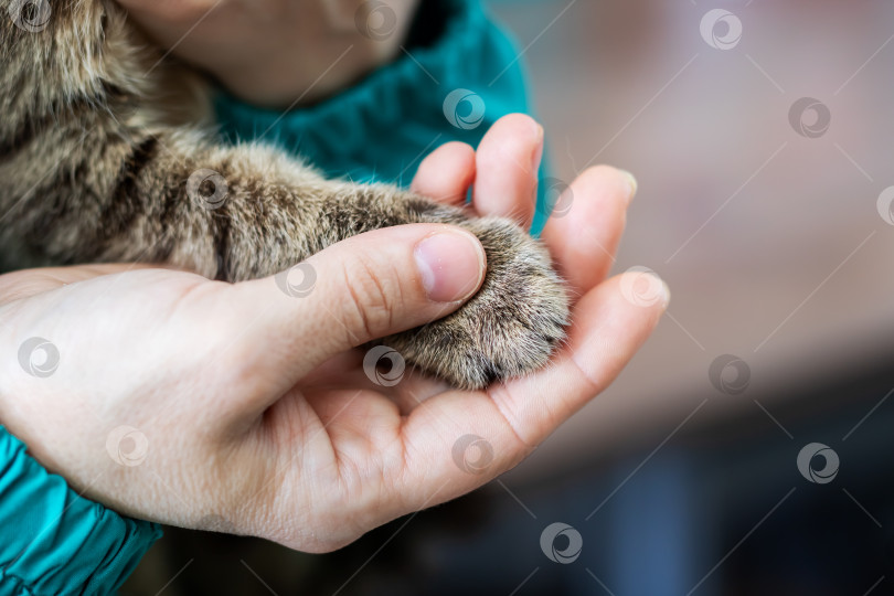 Скачать Спокойная домашняя сцена с заботливым владельцем домашнего животного, мягко чистящим кошачьи лапы в уютной домашней обстановке фотосток Ozero