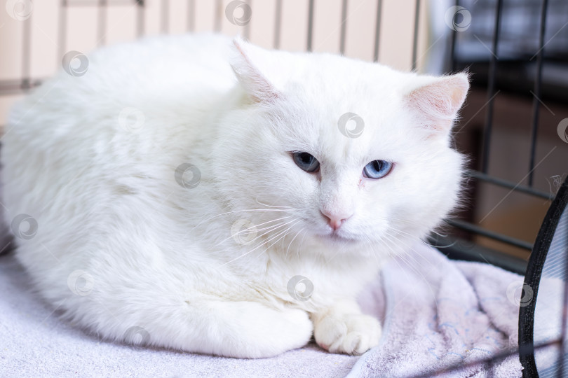 Скачать Полная надежд кошка в тихом вольере, Миролюбивая кошка с голубыми глазами, спокойно отдыхающая в укрытии фотосток Ozero