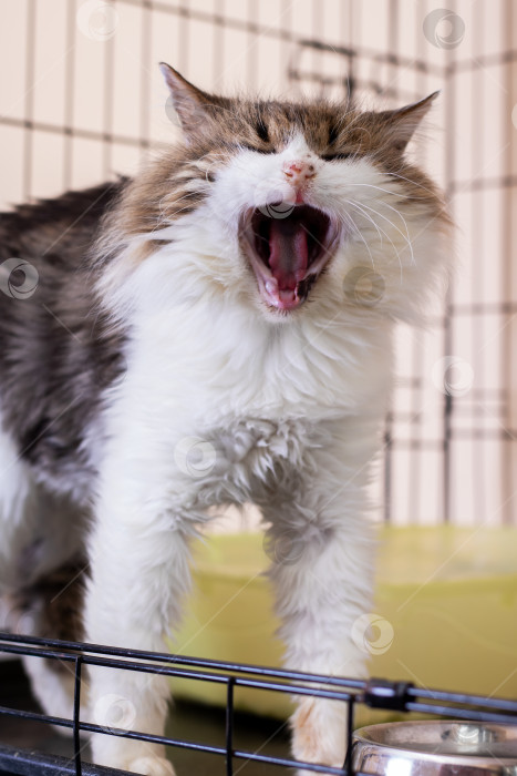 Скачать Приподнятый кошачий партнер, привлекающий внимание выразительной позой во время сбора на усыновление фотосток Ozero