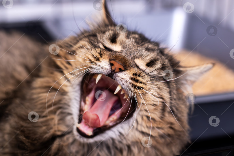 Скачать Выражение кошачьего зевка, интимный портрет кошки, демонстрирующий настороженность и энергичный настрой фотосток Ozero