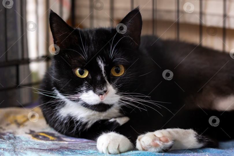 Скачать Крупным планом спокойный кот в смокинге в клетке, подчеркивающий выразительные черты лица и мягкое поведение фотосток Ozero