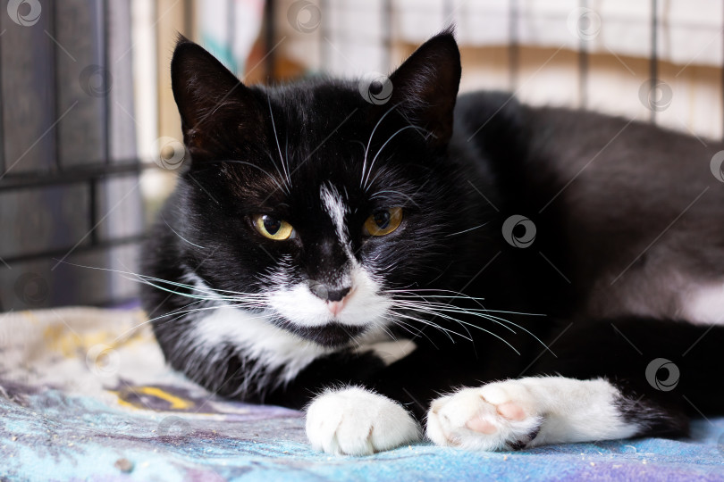 Скачать Молчаливый приютский кот с полным надежды взглядом, мирный кот в смокинге, терпеливо смотрящий в объектив фотосток Ozero