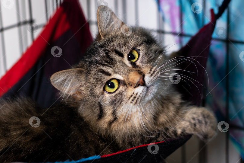 Скачать Расслабленная полосатая кошка, спасенная полосатая кошка наслаждается мирным отдыхом в красочной обстановке приюта фотосток Ozero