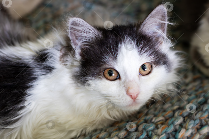 Скачать Монохромное кошачье любопытство, черно-белые взгляды котенка с пушистой шерсткой и яркими глазами фотосток Ozero