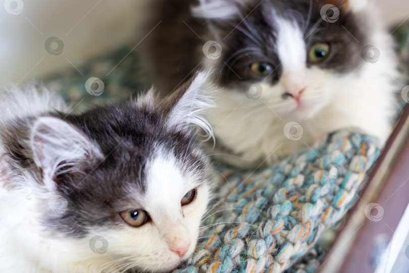 Скачать Очаровательные котята мирно отдыхают вместе, пушистые котята свернулись калачиком на уютном одеяле фотосток Ozero