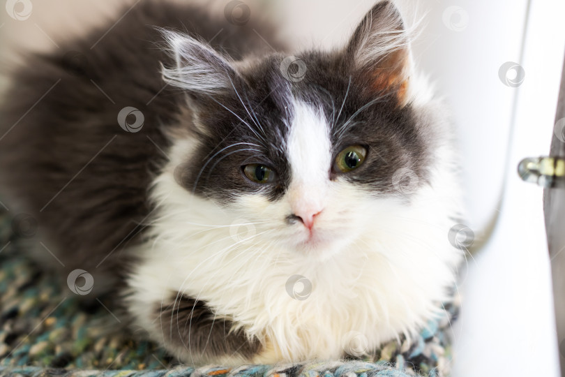 Скачать Спокойная кошка, отдыхающая с комфортом, Безмятежная домашняя кошка, мирно лежащая в уютной обстановке фотосток Ozero