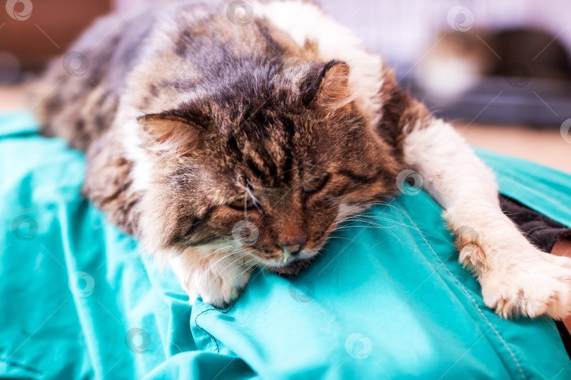 Скачать Безмятежный кот на мягкой ткани, умиротворенная кошка, возлежащая в целебной обстановке и заботливых руках фотосток Ozero