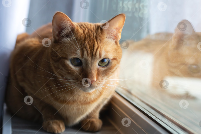Скачать Тихая домашняя сцена, запечатлевшая внимательного полосатого кота с нежными чертами лица и зелеными глазами фотосток Ozero