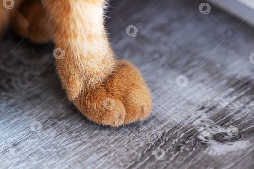 Скачать Изображение кошачьей лапы, на котором изображена спокойная и уютная кошачья лапа, мирно шагающая вперед фотосток Ozero