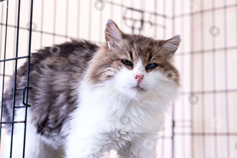 Скачать Спокойная кошачья тень укрывает окрестности, предприимчивый полосатый кот терпеливо ждет своего нового дома фотосток Ozero