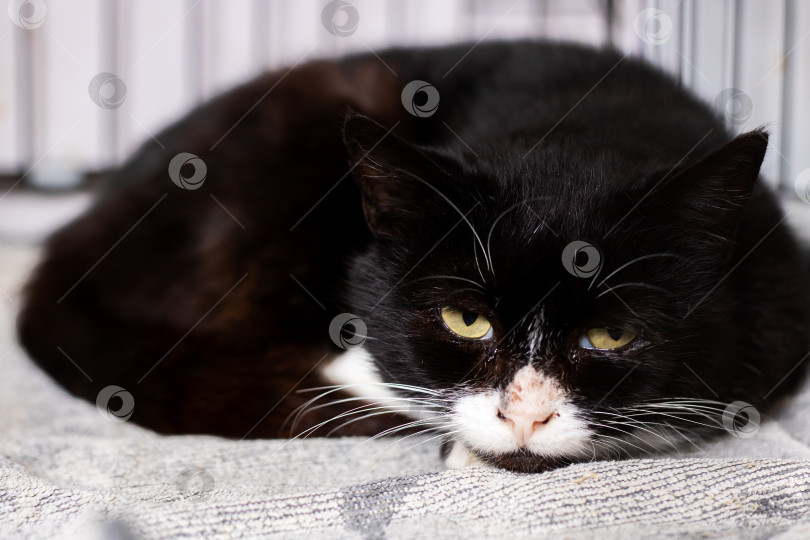 Скачать Отдыхающий кот в смокинге в приюте проявляет признаки усталости, в то время как персонал наблюдает за процессом выздоровления фотосток Ozero