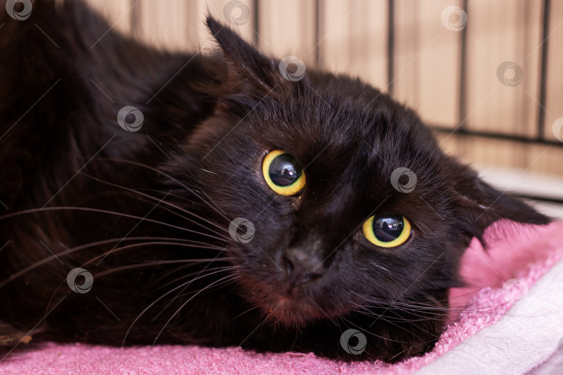 Скачать Бдительный черный кот с пронзительными желтыми глазами остается неподвижным, пока воспитатели оказывают ему любезную помощь фотосток Ozero