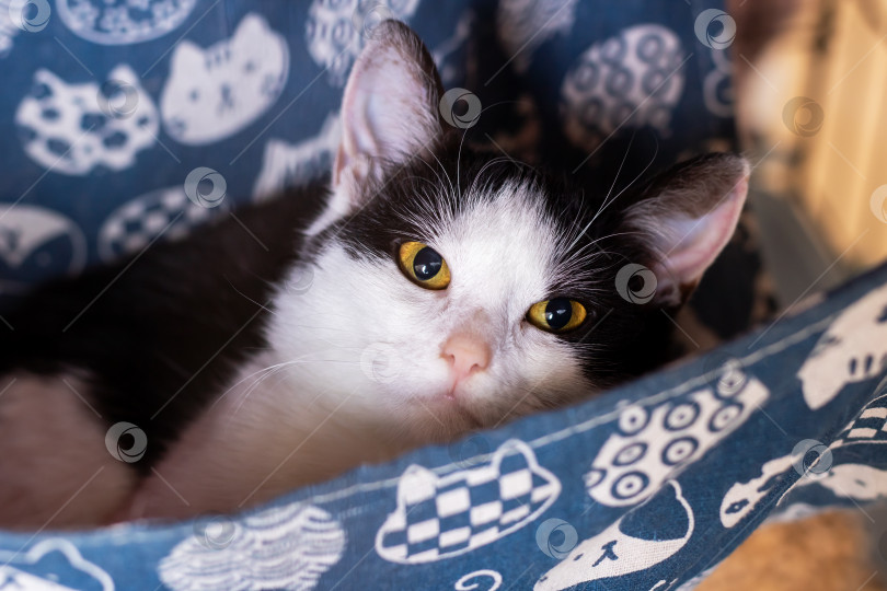 Скачать Очаровательный однотонный котенок мирно дремлет на уютной подстилке под теплым внутренним светом фотосток Ozero