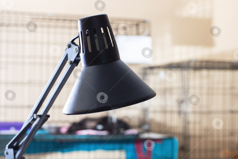 Скачать Изысканное освещение мягко освещает клетки с животными в спокойной обстановке приюта в ночное время фотосток Ozero