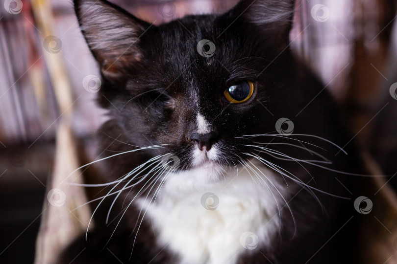 Скачать Приютский кот в смокинге с проникновенными янтарными глазами, жизнерадостный кот в смокинге с потерянным глазом находит новый дом фотосток Ozero