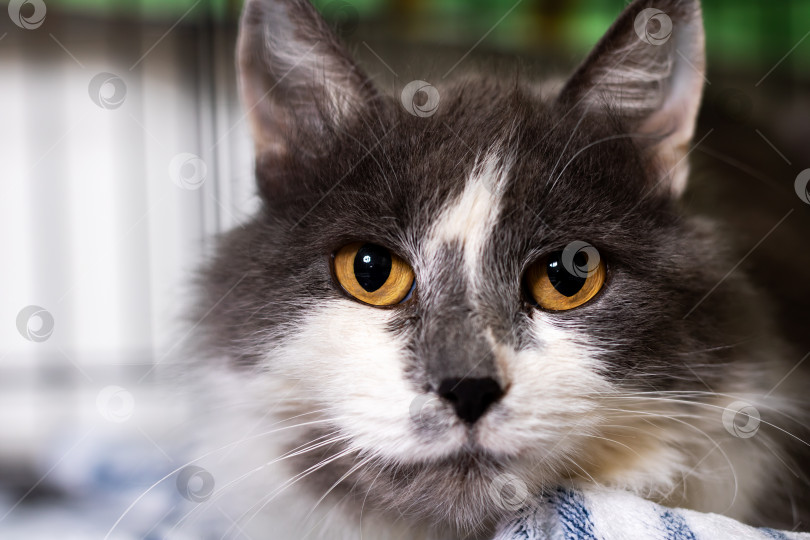 Скачать Мирная серо-белая длинношерстная кошка с безмятежным выражением лица и роскошной шерстью фотосток Ozero