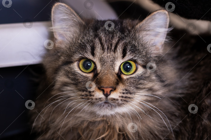 Скачать Кошачий портрет, Портрет пушистой полосатой кошки с внимательным взглядом в уютной домашней обстановке фотосток Ozero