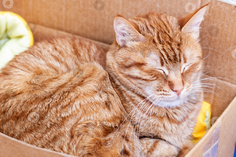 Скачать Спокойная оранжевая кошка, безмятежный оранжевый полосатый кот, спокойно отдыхающий в простом картонном вольере фотосток Ozero