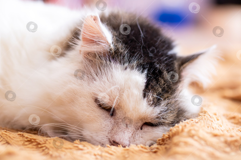 Скачать Спокойная монохромная кошка лежит на одеяле, безмятежная черно-белая кошечка спит на уютной подстилке. фотосток Ozero