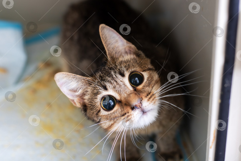 Скачать Любопытная кошка из приюта, привлекательная ласка осторожного полосатого кота в замкнутом пространстве приюта фотосток Ozero
