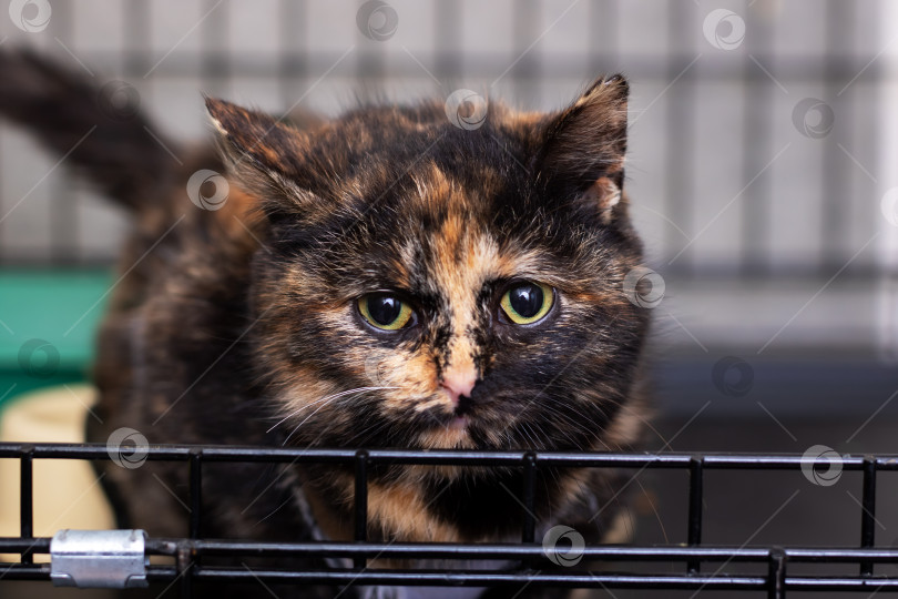 Скачать Отстраненный кошачий взгляд, Кошка с ярко-зелеными глазами наблюдает сквозь клетку с подстилочной пылью. фотосток Ozero