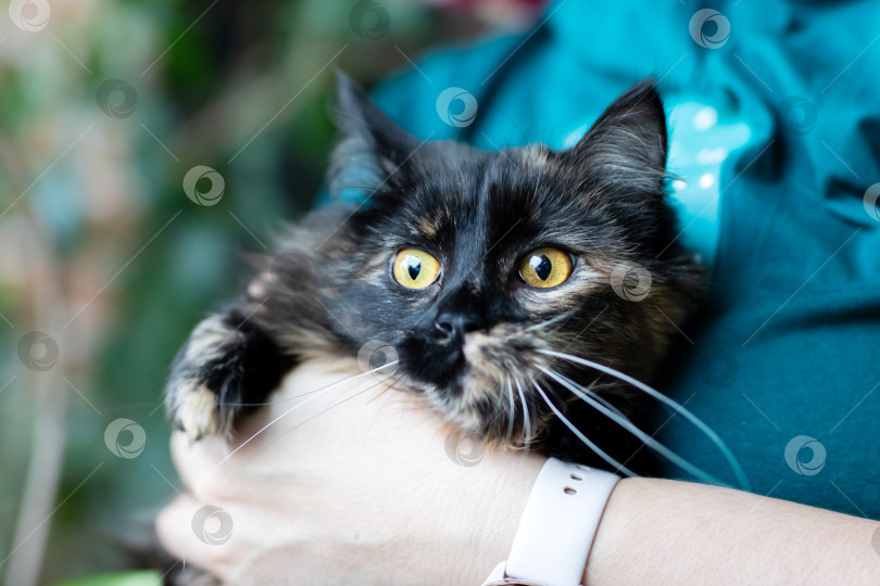 Скачать Возьмите к себе эту нежную, доверчивую кошку, которая будет жить в уютной обстановке с внимательным воспитателем фотосток Ozero