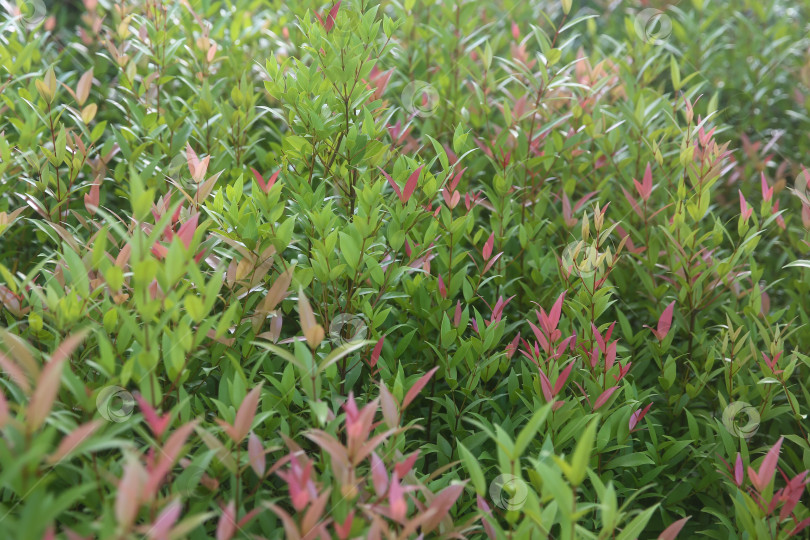 Скачать Растение в Таиланде: мера, даун пукук мера (сизигиум миртифолиум), размытый фон из растений фотосток Ozero