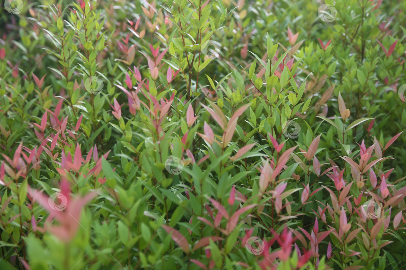 Скачать Растение в Таиланде: мера, даун пукук мера (сизигиум миртифолиум), размытый фон из растений фотосток Ozero