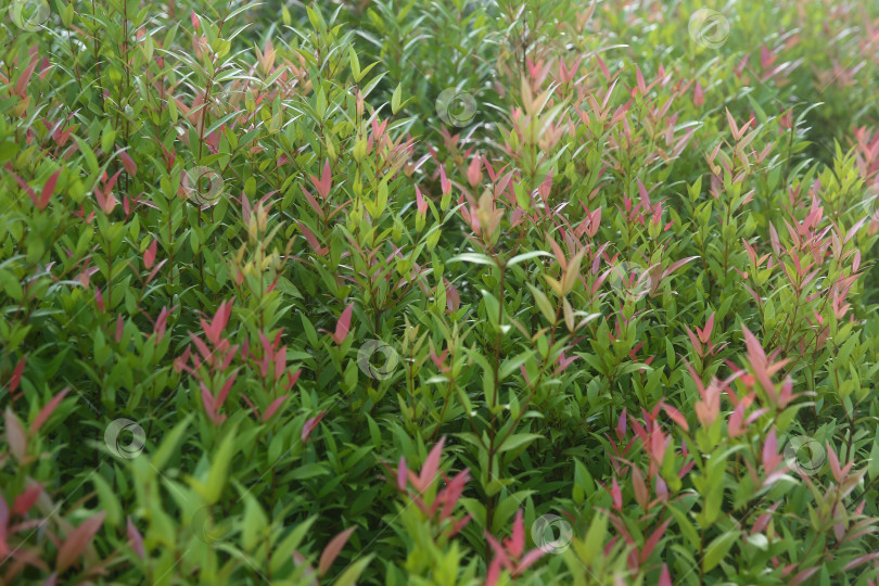 Скачать Растение в Таиланде: мера, даун пукук мера (сизигиум миртифолиум), размытый фон из растений фотосток Ozero