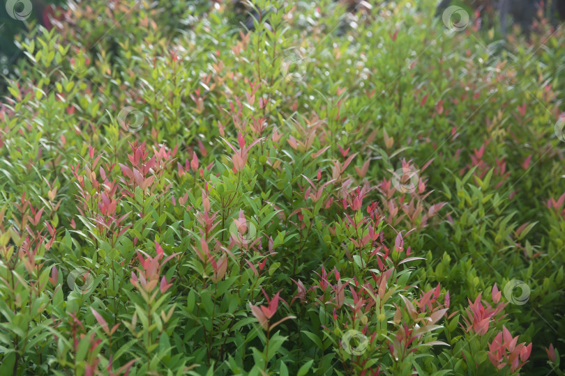 Скачать Растение в Таиланде: мера, даун пукук мера (сизигиум миртифолиум), размытый фон из растений фотосток Ozero