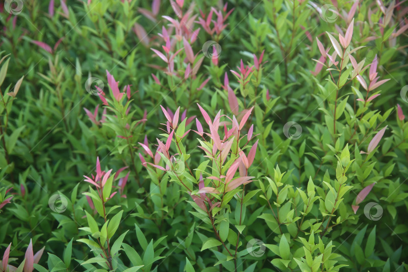 Скачать Растение в Таиланде: мера, даун пукук мера (сизигиум миртифолиум), размытый фон из растений фотосток Ozero