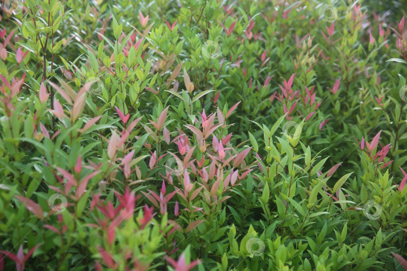 Скачать Растение в Таиланде: мера, даун пукук мера (сизигиум миртифолиум), размытый фон из растений фотосток Ozero