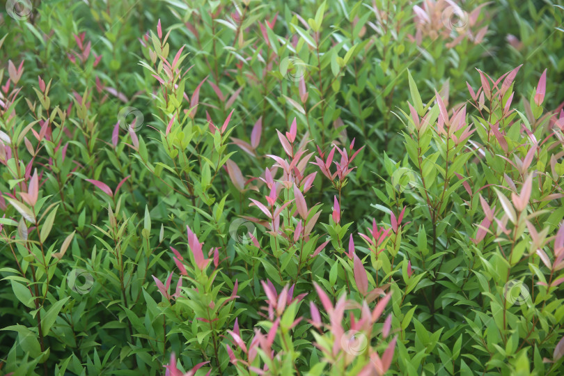 Скачать Растение в Таиланде: мера, даун пукук мера (сизигиум миртифолиум), размытый фон из растений фотосток Ozero