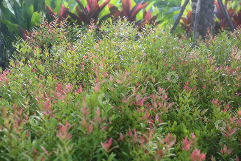 Скачать Растение в Таиланде: мера, даун пукук мера (сизигиум миртифолиум), размытый фон из растений фотосток Ozero