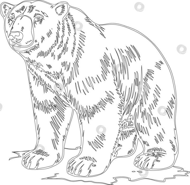 Скачать Медвель фотосток Ozero