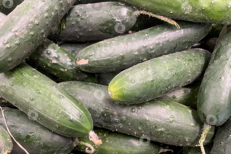 Скачать Огурец в корзине в продуктовом магазине, фрукты и овощи, продаваемые на рынке фотосток Ozero