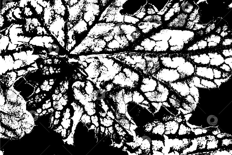 Скачать Черно-белая текстура листьев с рисунком прожилок фотосток Ozero