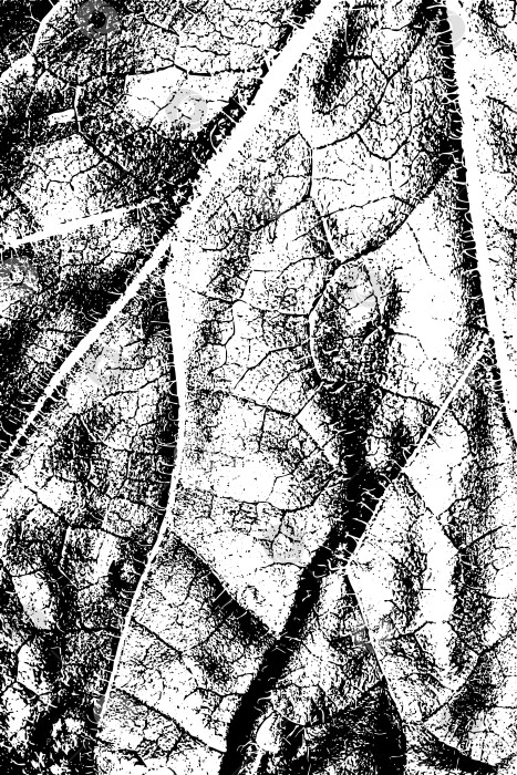Скачать Черно-белая текстура листьев с рисунком прожилок фотосток Ozero