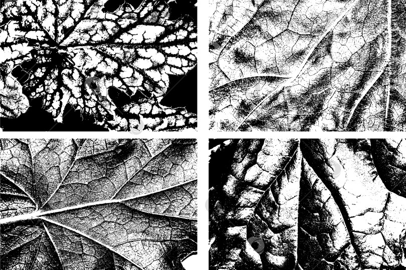 Скачать Черно-белая текстура листьев с рисунком прожилок фотосток Ozero