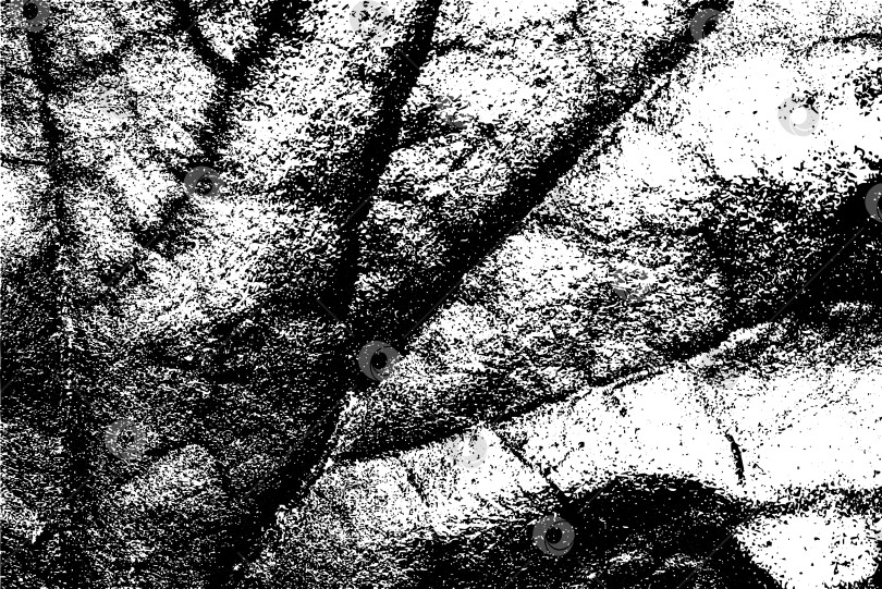 Скачать Черно-белая текстура листьев с рисунком прожилок фотосток Ozero