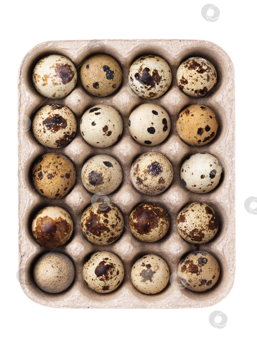 Скачать Вид сверху на сырые перепелиные яйца в контейнере, выделенные на белом фоне фотосток Ozero