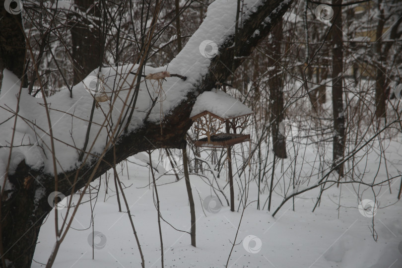 Скачать Пейзаж зимнего леса с деревьями в снегу фотосток Ozero