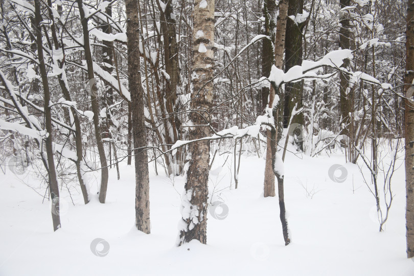 Скачать Пейзаж зимнего леса фотосток Ozero