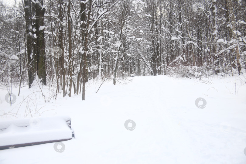 Скачать Пейзаж зимнего леса фотосток Ozero
