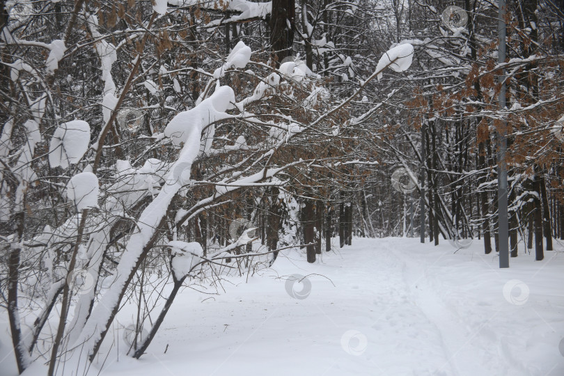 Скачать Пейзаж зимнего леса с деревьями фотосток Ozero